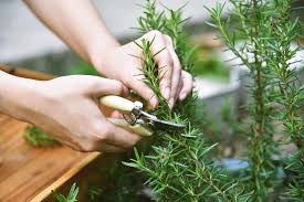 Rosemary for Hair Growth: Get Thicker, Longer Hair Naturally